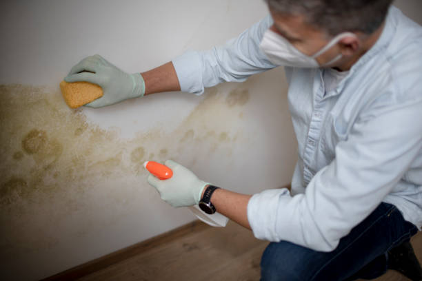 Best Certified Mold Removal  in Aquebogue, NY