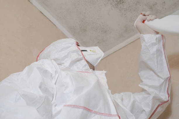 Best Mold Cleaning Services  in Aquebogue, NY
