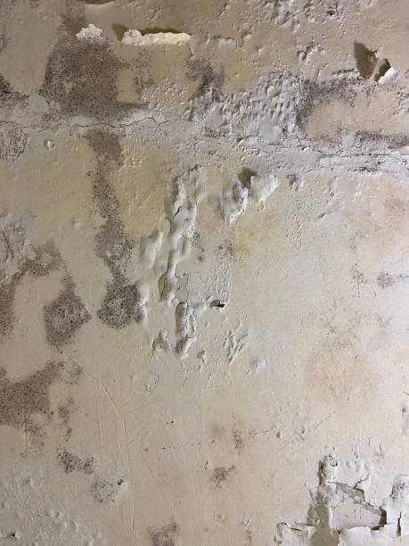 Best Mold Testing  in Aquebogue, NY