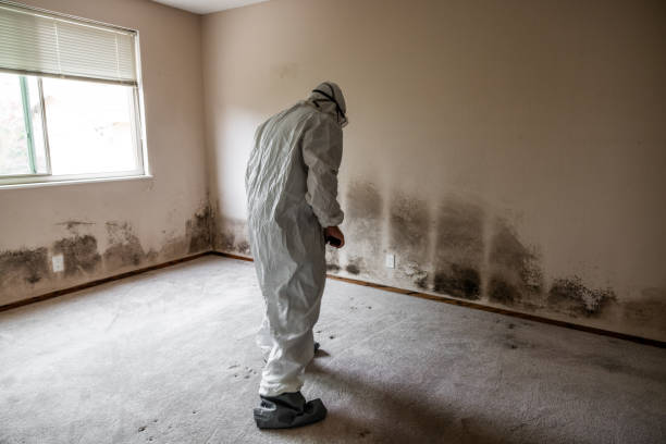Best Residential Mold Removal  in Aquebogue, NY