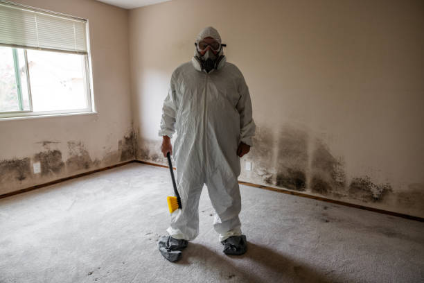 Best Fast Mold Removal  in Aquebogue, NY