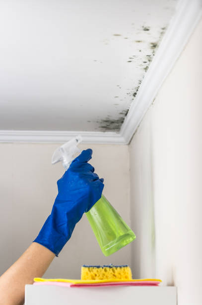 Best Toxic Mold Removal  in Aquebogue, NY